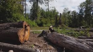 Best Hazardous Tree Removal  in East Atlantic Beach, NY