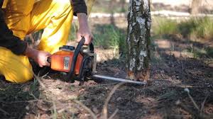 Best Lot and Land Clearing  in East Atlantic Beach, NY