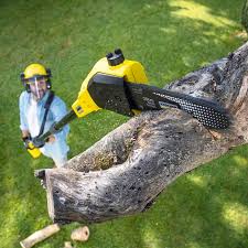 Professional Tree Removal in East Atlantic Beach, NY