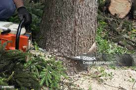 Best Utility Line Clearance  in East Atlantic Beach, NY