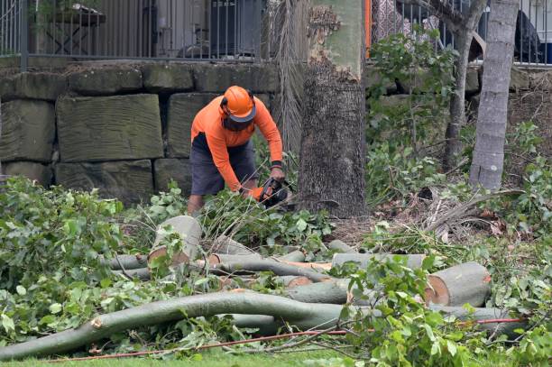 Best Stump Grinding and Removal  in East Atlantic Beach, NY