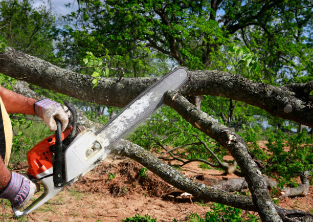 Best Tree Mulching  in East Atlantic Beach, NY
