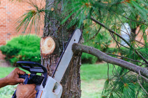 Best Leaf Removal  in East Atlantic Beach, NY